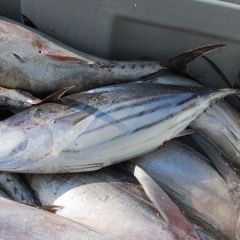 Giá cá ngừ vằn cỡ trên 1,8kg giảm xuống mức thấp nhất